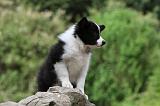 BORDER COLLIE 863